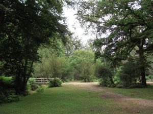 DSCF8340